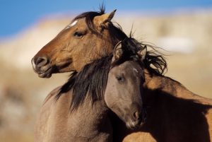 01thehorse-300x201 صور خيول جميلة, صور حصان, اجمل صور الخيل
