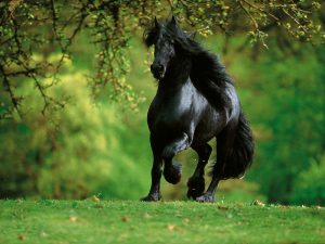2THo868-300x225 صور خيول جديدة وجميلة روعة, صورة حصان عربي اصيل, احصنة حلوة خلفيات