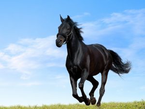 Arabian-Horse-Wallpaper-HD-300x225 صور خيول جديدة وجميلة روعة, صورة حصان عربي اصيل, احصنة حلوة خلفيات
