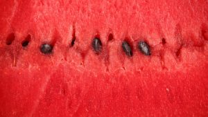 بطيخ 4 450x253 300x169 صور بطيخ احمر جميل , رمزيات من فاكهة البطيخ الاحمر