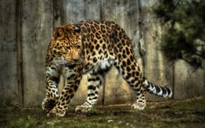 تنزيل صور حيوانات 4 450x281 300x187 صور اسود ونمور رائعة , اروع الصور للغزال والاسد والنمر