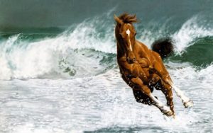 2014_1388197527_848-300x188 صور خيول جميلة , صور حصان , اجمل صور الخيل