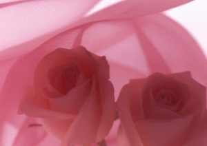 2015_1402010259_192-300x212 صور ورد جوري جديدة , اجمل الورود بكل الالوان احمر اصفر بنفسجي ابيض Rosa damascena
