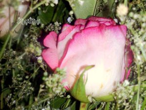 2015_1402010260_133-300x225 صور ورد جوري جديدة , اجمل الورود بكل الالوان احمر اصفر بنفسجي ابيض Rosa damascena