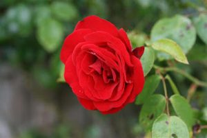 2015_1402010260_583-300x201 صور ورد جوري جديدة , اجمل الورود بكل الالوان احمر اصفر بنفسجي ابيض Rosa damascena