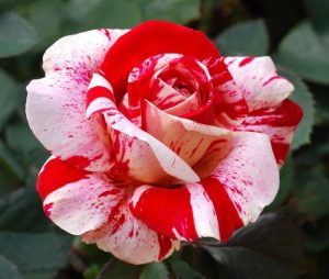 Red-White-Rose-seeds-623x527-2-300x254 احدث صور ورد Photos-Flowers-sowar-ward اجمل صور الورد