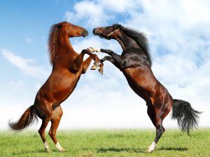 اخم-300x225 صور خيول جديدة وجميلة روعة , صورة حصان عربي اصيل , احصنة حلوة خلفيات , Photos horses