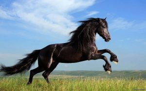 اهخحك-300x188 صور خيول جديدة وجميلة روعة , صورة حصان عربي اصيل , احصنة حلوة خلفيات , Photos horses