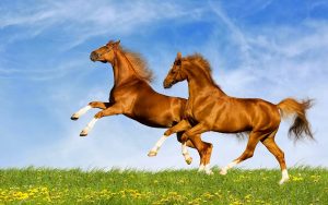 تخحجط-300x188 صور خيول جديدة وجميلة روعة , صورة حصان عربي اصيل , احصنة حلوة خلفيات , Photos horses