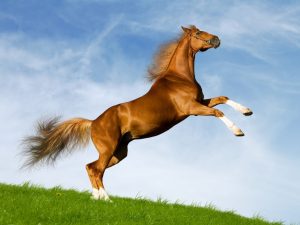 هن-300x225 صور خيول جديدة وجميلة روعة , صورة حصان عربي اصيل , احصنة حلوة خلفيات , Photos horses