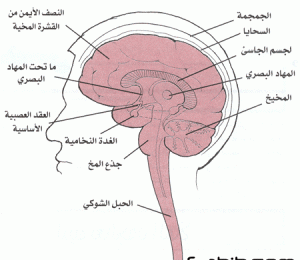 32afa9577a 300x260 صور الجهاز العصبي المركزي , شرح دورت الجهاز العصبي المركزي