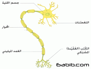 38dd4371b7 300x230 صور العصبونات ,شرح العصبونات