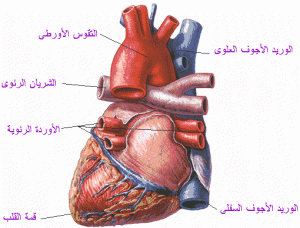 5529937c3e 300x228 صور توضيحية للقلب والدورة الدموية والجهاز الوعائي