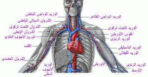 a9ddc90136 300x156 صور توضيحية للقلب والدورة الدموية والجهاز الوعائي