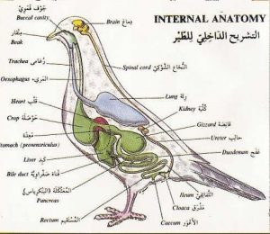 b992724587 300x260 صور التشريح الداخلي للطير , صور الجهاز الهضمي للعصفور