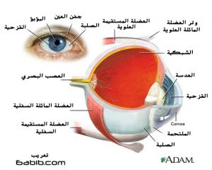 e9ee41a0e7 300x240 تركيب العين ,صور عين الانسان